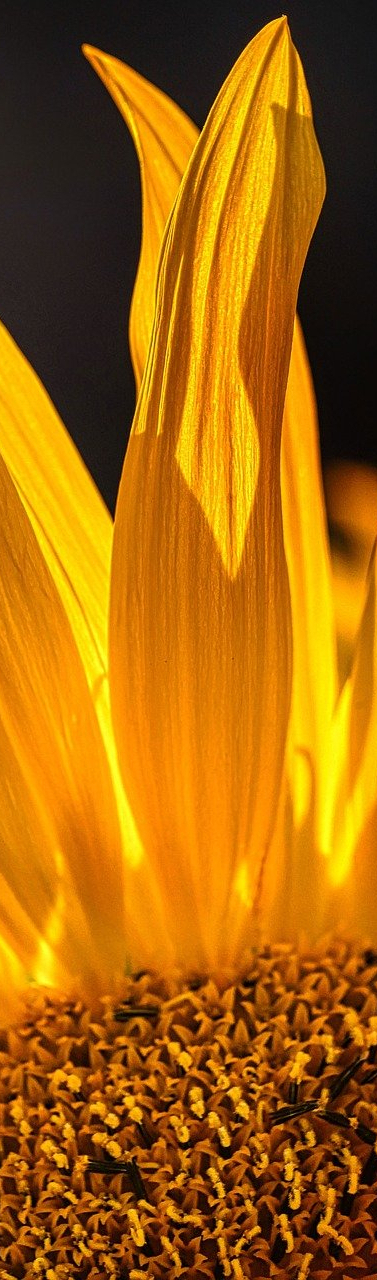 sunflower 8275964 1280
